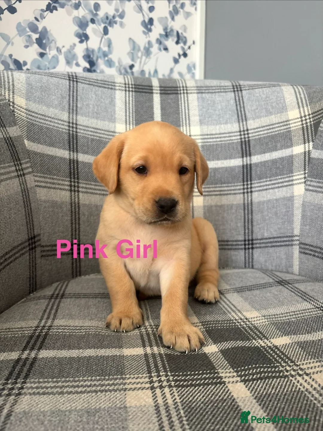 Labrador Retriever dogs for sale: Stunning Labrador Puppies  - Advert 2
