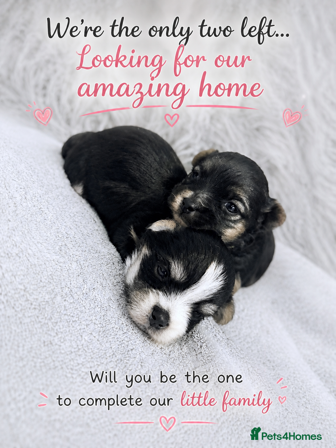 Yorkshire Terrier dogs Luxury Tiny Biewer ✨ 1 girl & 1 boy left ❤️❤️ - Advert 11