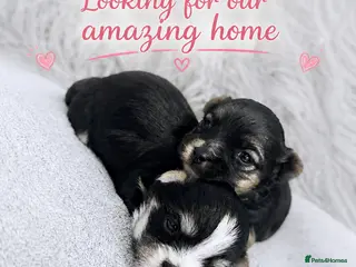 Yorkshire Terrier dogs Luxury Tiny Biewer ✨ 1 girl & 1 boy left ❤️❤️ - Advert 15