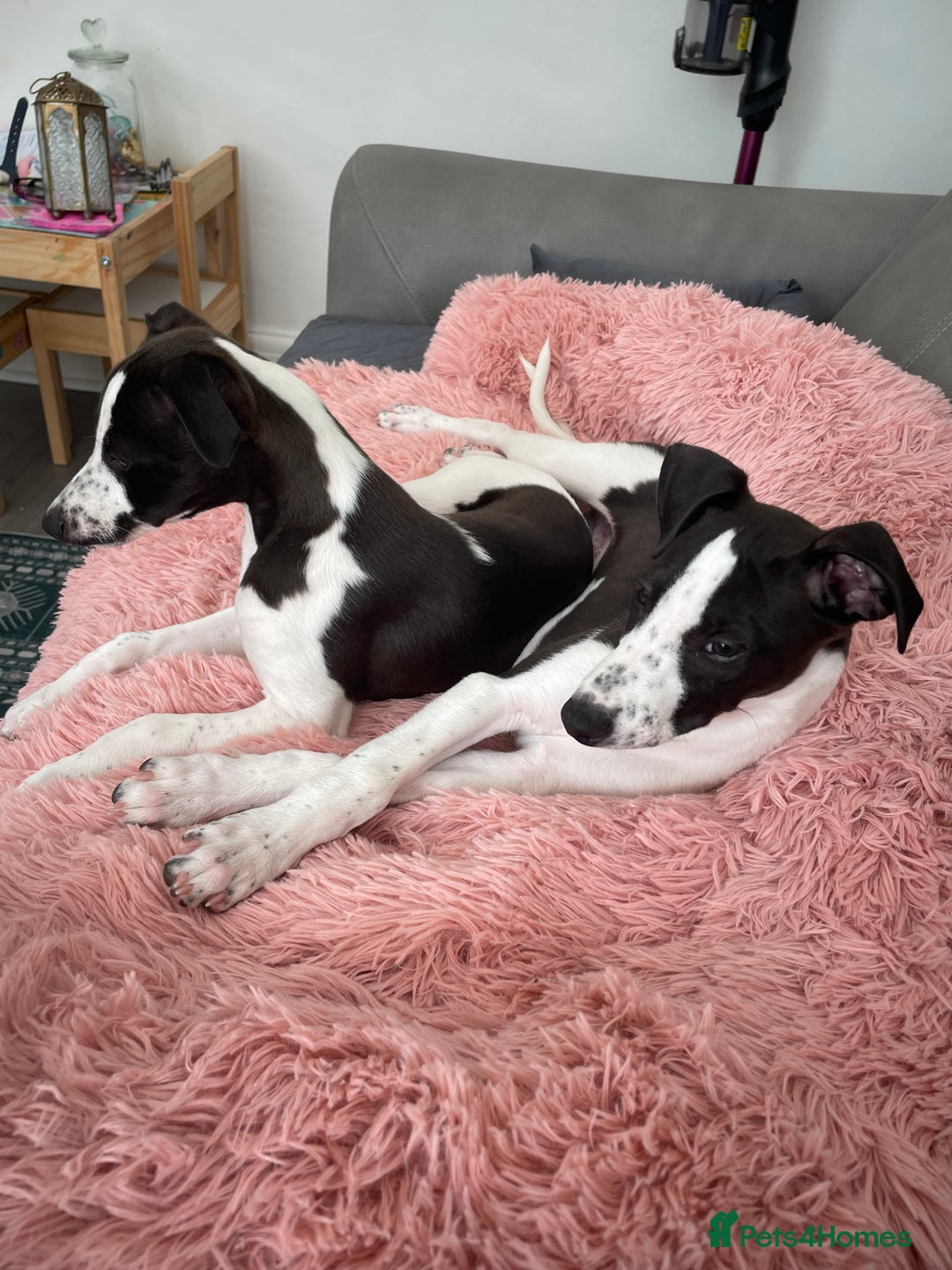 Whippet dogs for sale: KC Registered Whippet Puppies - Image 12