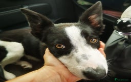 Border Collie dogs for sale: 6month Border Collie needs training  - Image 1
