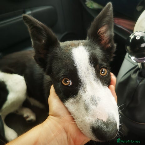 Border Collie dogs - Advert 11