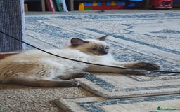 Ragdoll cats for sale: 2😻Ragdoll kittens 💕 - Image 17
