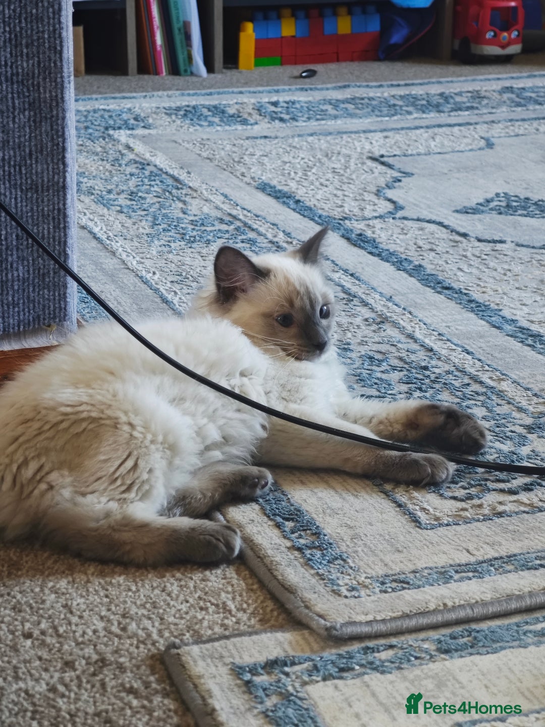 Ragdoll cats for sale: 2😻Ragdoll kittens 💕 - Image 17