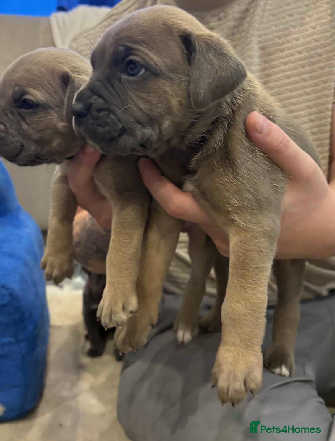 Cane Corso dogs ICF/ICCF Champion 6th GENERATION Cane Corso pups - Advert 13