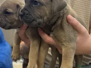 Cane Corso dogs ICF/ICCF Champion 6th GENERATION Cane Corso pups - Advert 13