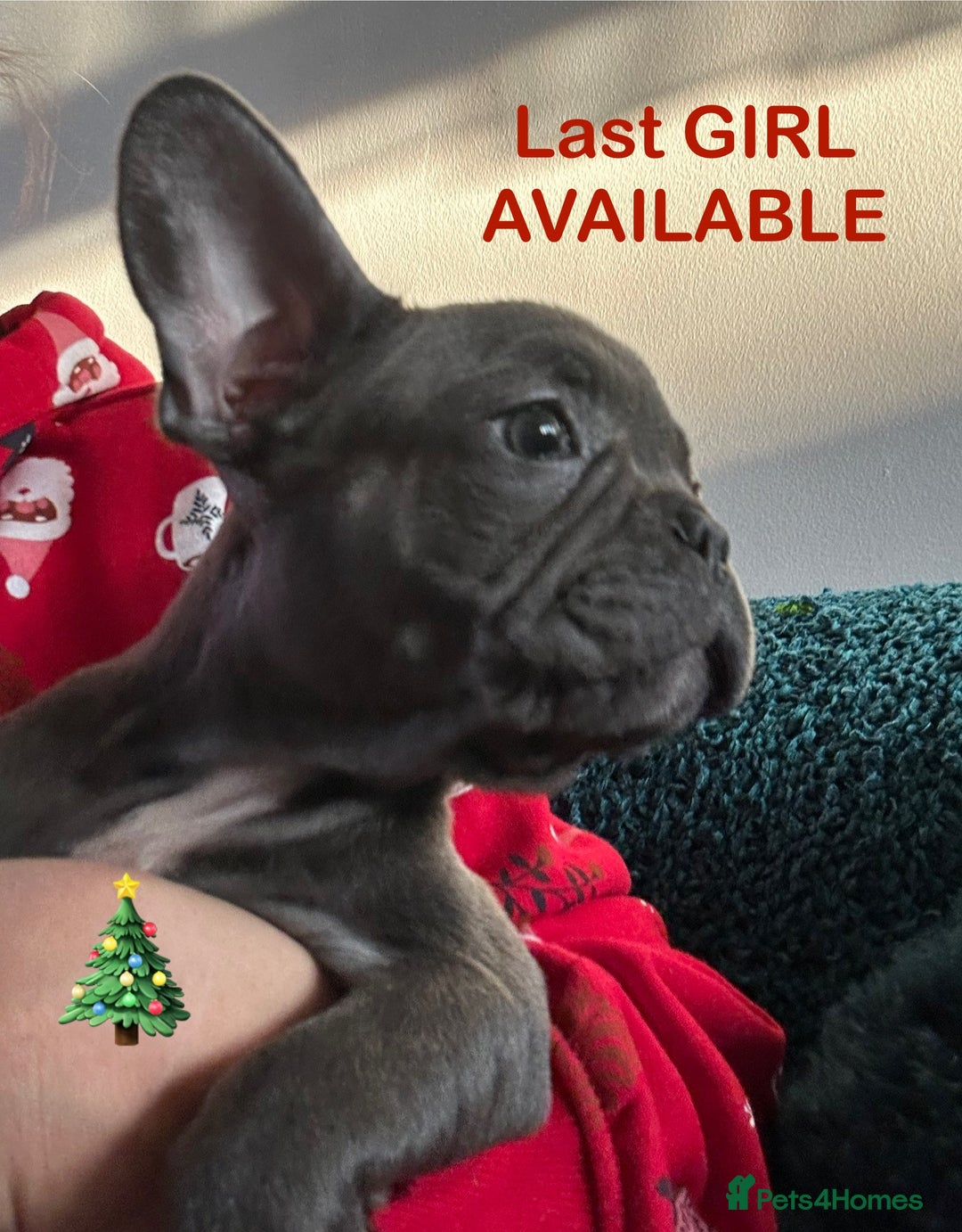 French Bulldog dogs for sale: French Bulldog Blue Girl 12 weeks old ! Last one - Advert 1