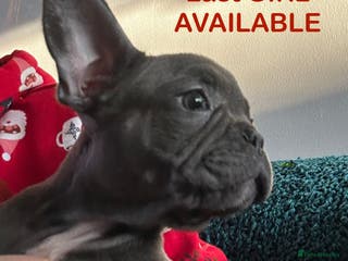 French Bulldog dogs French Bulldog Blue Girl 12 weeks old ! Last one - Advert 17