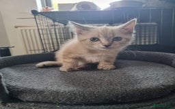 Ragdoll cats for sale: Ragdoll X Bengal - Image 4