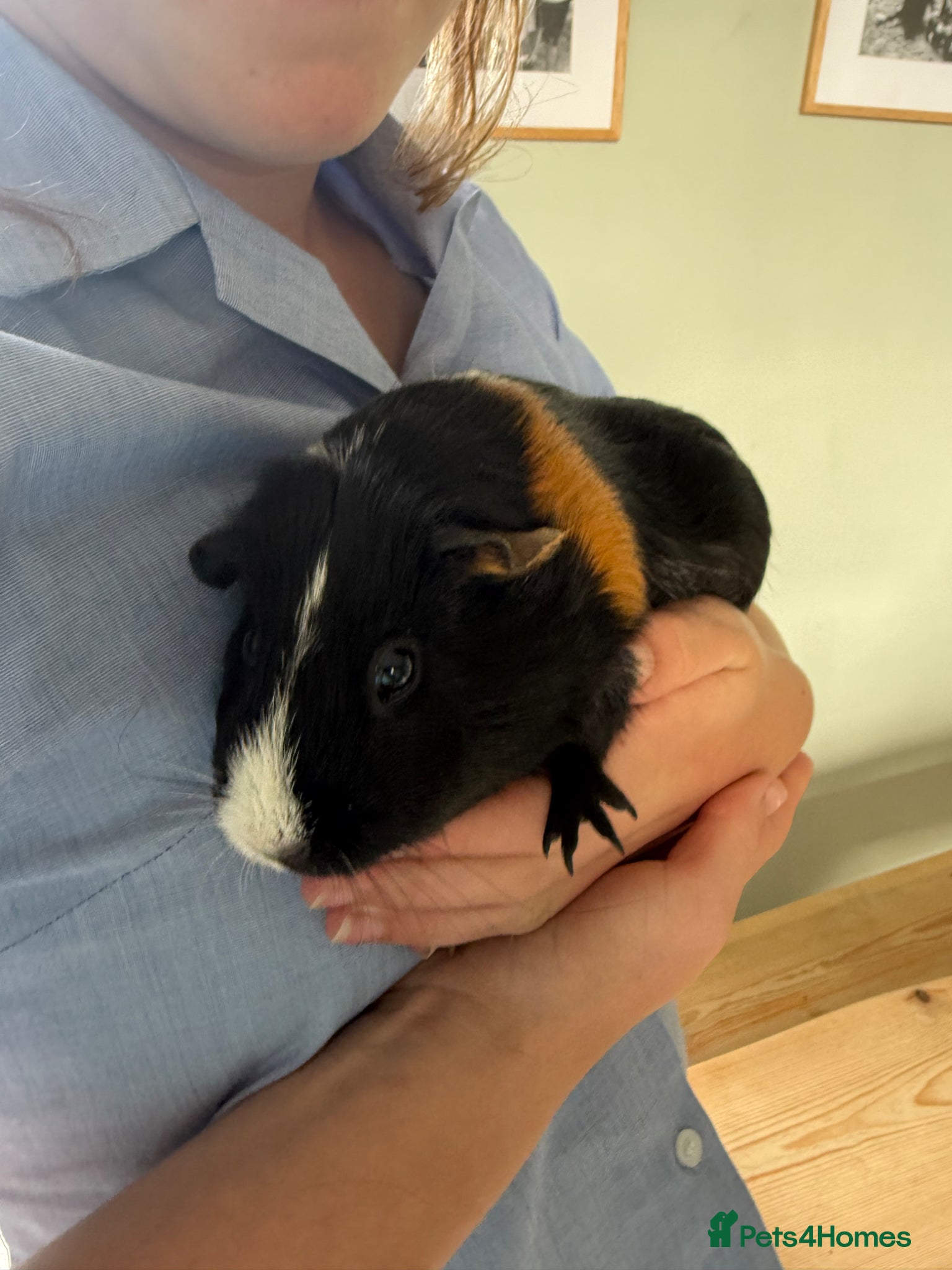 Guinea Pig rodents for sale: Guinea Pig in Maidstone - Advert 1
