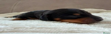 Miniature Dachshund 6