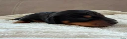 Miniature Dachshund dogs for sale: Beautiful Miniature Daschund Puppies  - Advert 17