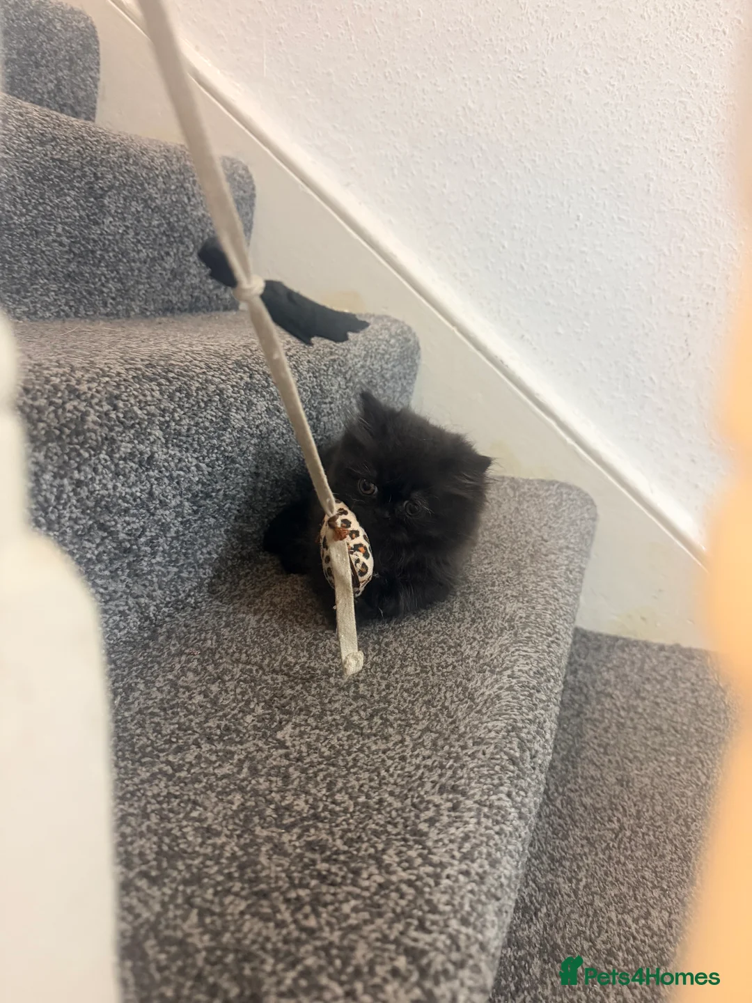 Persian cats for sale: Pershian breed - Advert 2