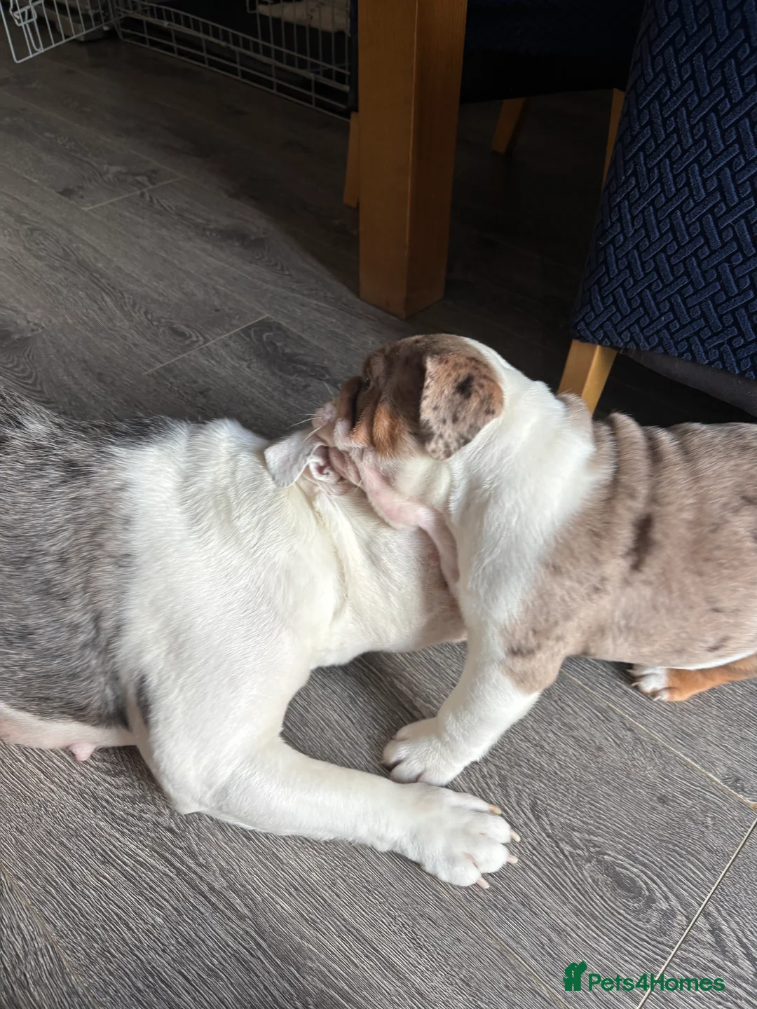 English Bulldog dogs for sale: Bulldog Puppies Champion bloodlines - Advert 8