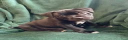 Staffordshire Bull Terrier dogs for sale: Only one stunning Boy available. - Advert 8
