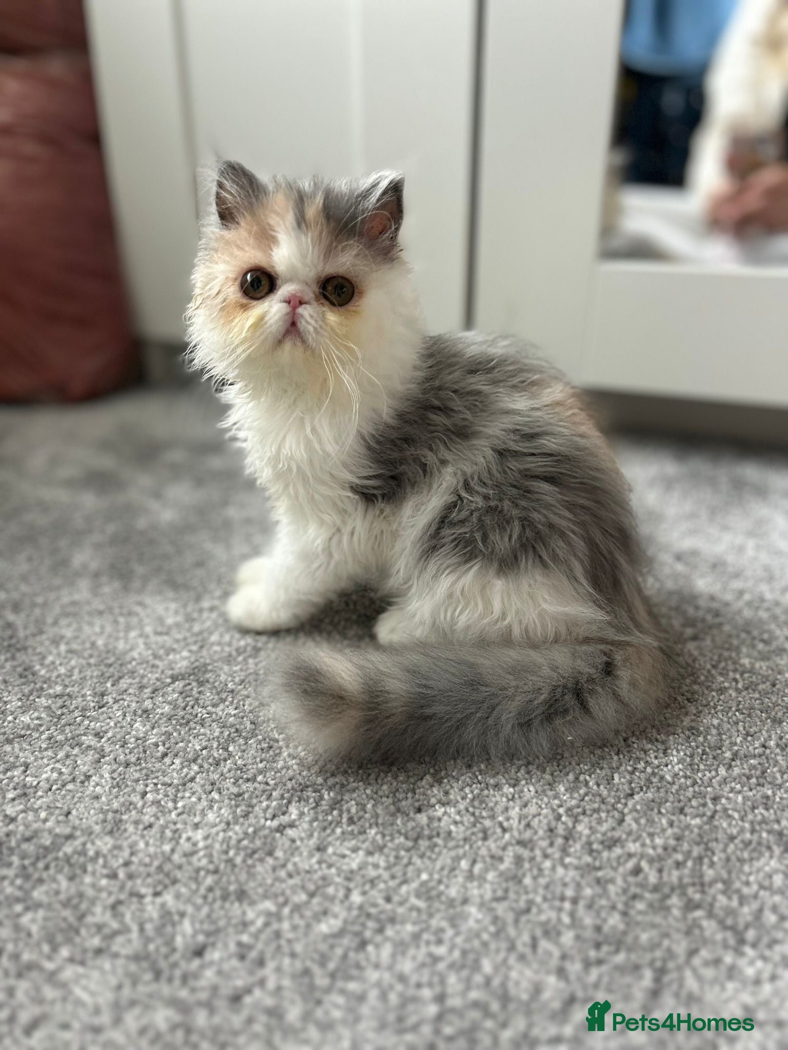 Persian cats Beautiful Persian kitten - Advert 1