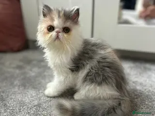 Persian cats Beautiful Persian kitten - Advert 1