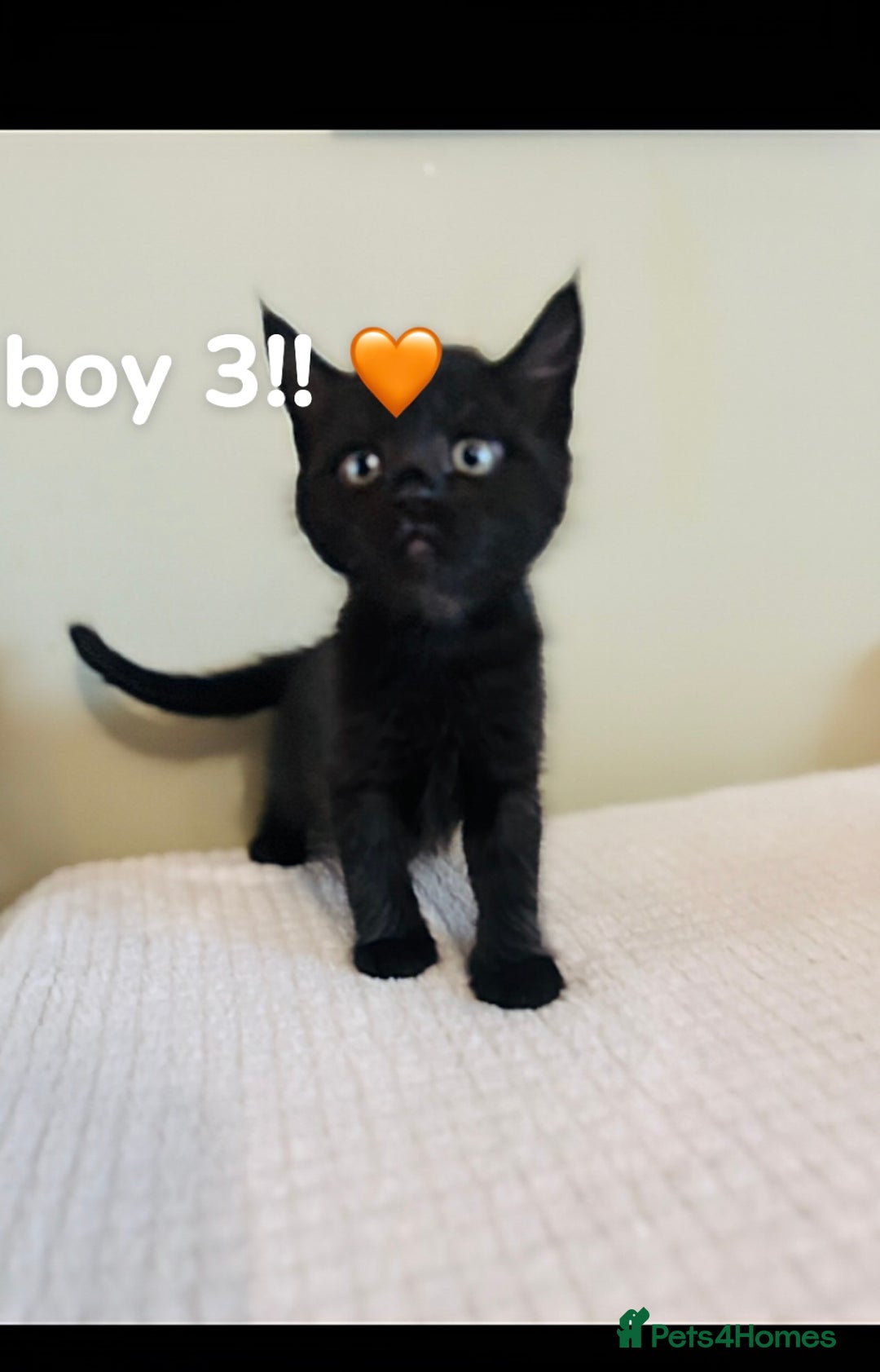 Maine Coon cats for sale: Gorgeous sweet half maine coons  - Advert 10