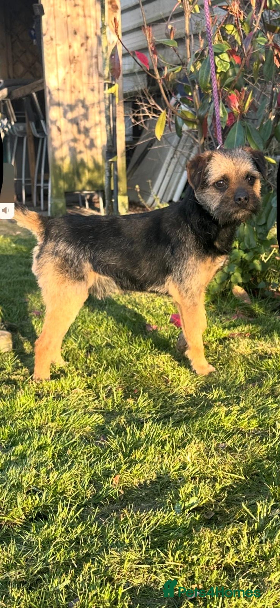 Border Terrier dogs for stud: Border terrier for stud  - Advert 3