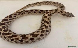 Lizard reptiles for sale: Adult Western hognose  in Leicester - Image 3