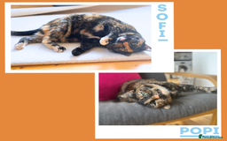 Mixed Breed cats for adoption: Snuggle Twins! - Image 1