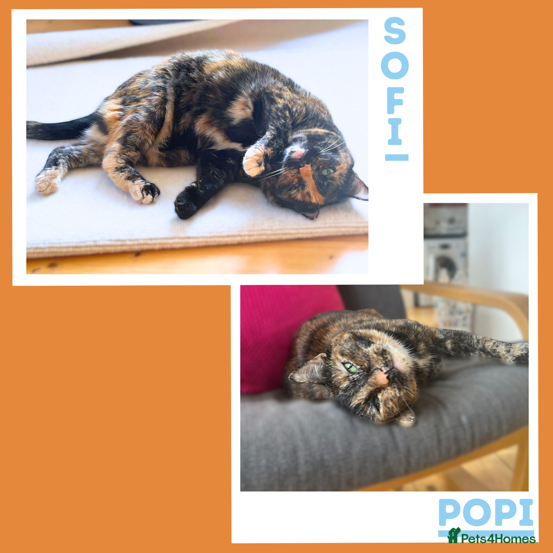 Mixed Breed cats for adoption: Snuggle Twins! - Image 1