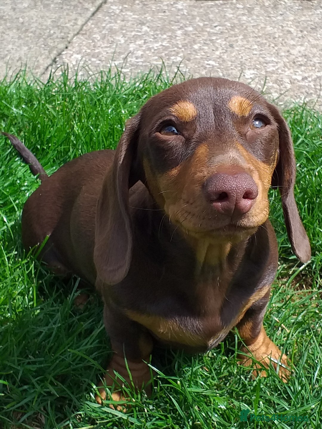 Dachshund dogs for sale: Quality miniture dachshund forSale Ready now  - Image 6