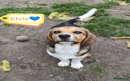 Beagle dogs for adoption: 💙🐶 ELVIS 🐶💙 - Image 7