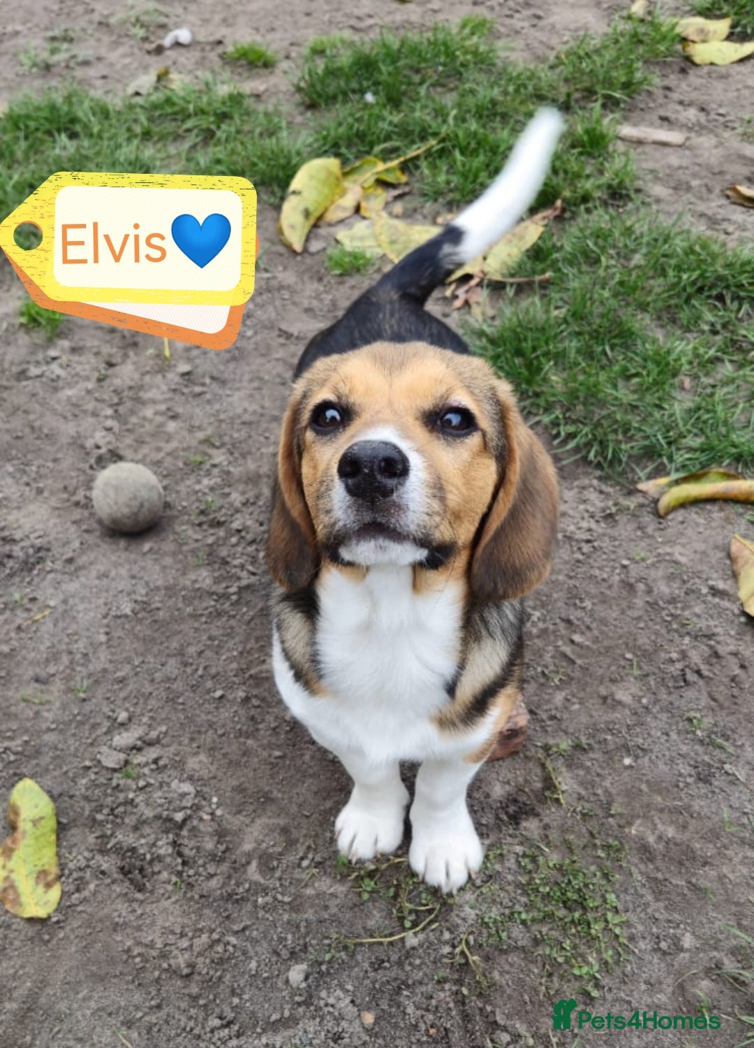 Beagle dogs for adoption: 💙🐶 ELVIS 🐶💙 - Image 7