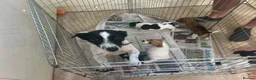 Jack Russell dogs for sale: Jack Russell  - Advert 1