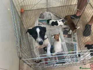 Jack Russell dogs Jack Russell - Advert 13