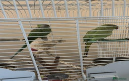 Ringnecks birds for sale: 2 Indian ringneck parrots  - Image 1