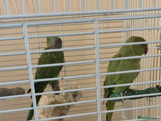 Ringnecks birds for sale - Advert 1