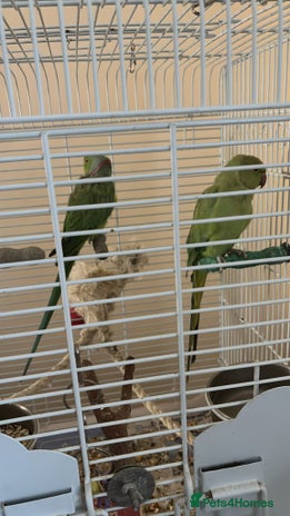 Ringnecks birds - Advert 1