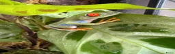 Frog reptiles for sale: Red Eye Tree Frog & Bio Active Enclosure in Bacup - Advert 2