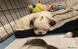 Shih Tzu dogs for sale: 4 Shih tzu girls  - Image 10