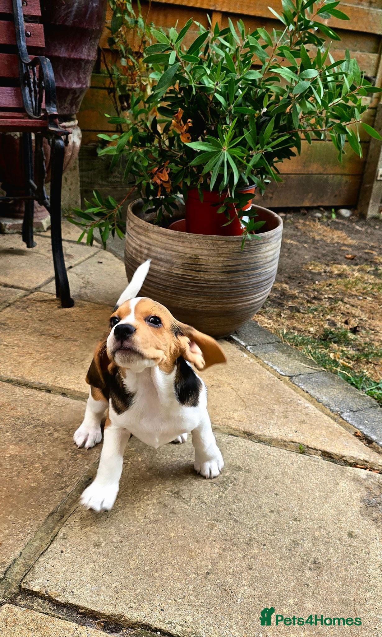 Beagle dogs Six Gorgeous KC Reg Pups- Champion Bloodline - Advert 2