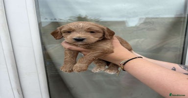 Mixed Breed dogs - Advert 10