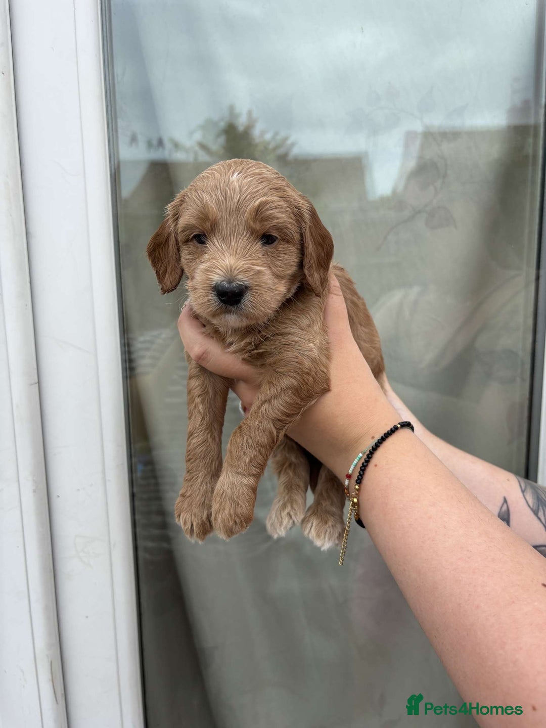 Mixed Breed dogs for sale: Bedlington terrier poodle mixed with a cockerpoo - Image 8