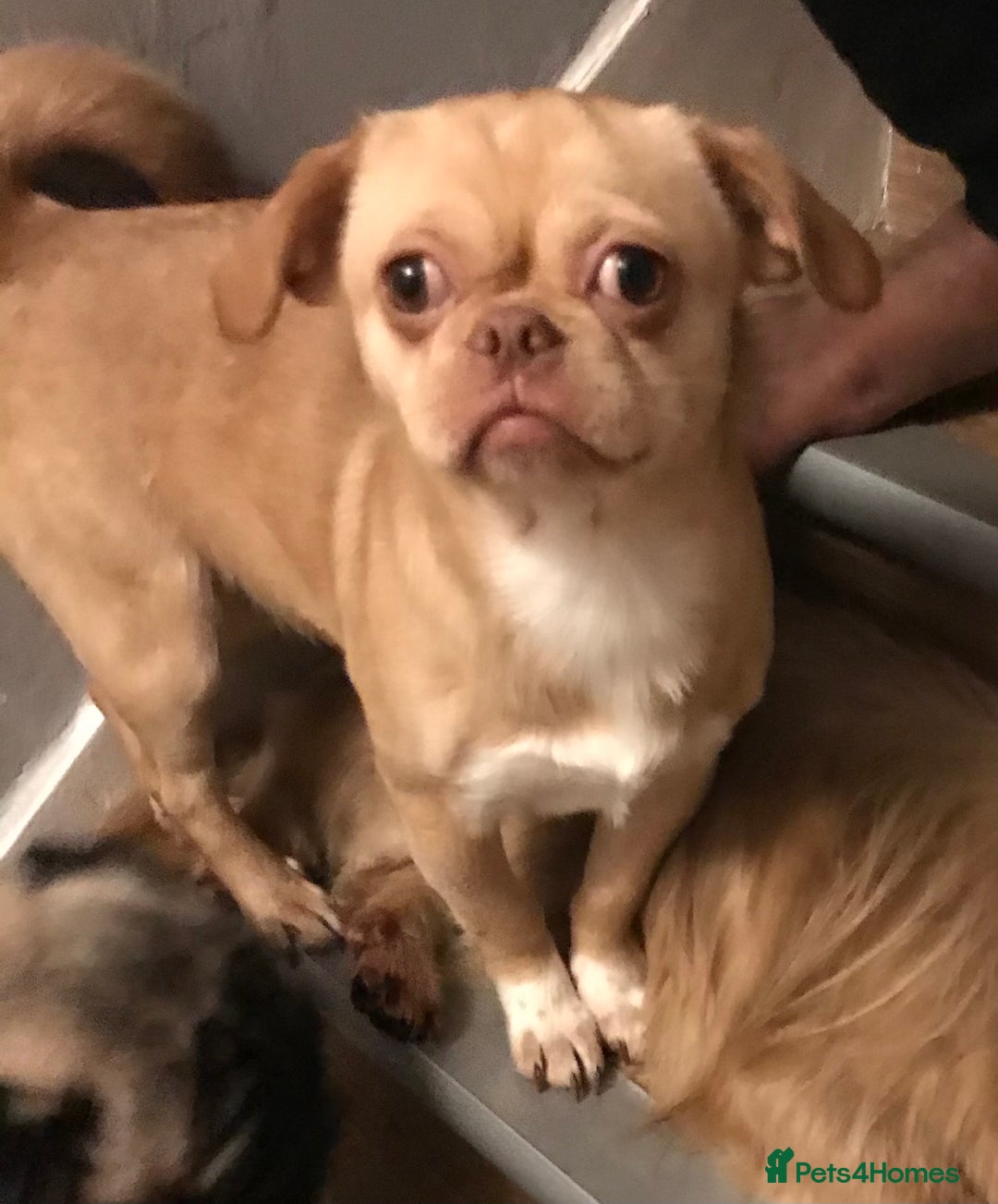 Mixed Breed dogs for sale: ADORABLE LITTER OF SHIH TZU/CHIHUAHUAS - Advert 13