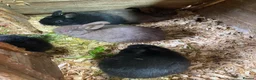 Netherland Dwarf rabbits for sale: Netherland dwarf cross babies  in Keighley - Advert 2