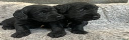 Cockapoo dogs for sale: Cockapoo  puppy’s boys and girls  - Advert 5