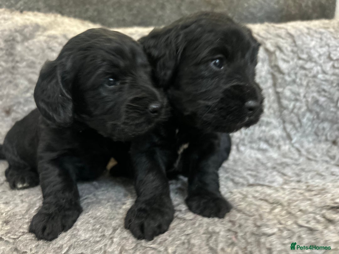Cockapoo dogs for sale: Cockapoo  puppy’s boys and girls  - Advert 5