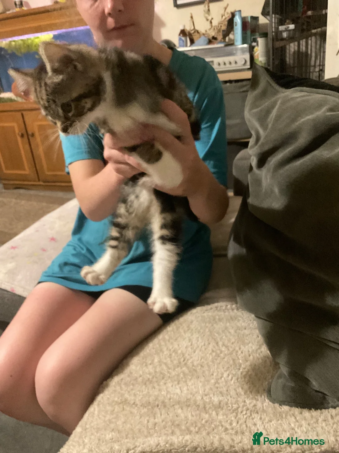 Mixed Breed cats for sale: Please help me find a home I can go today - Advert 2