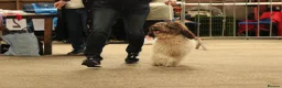 Spanish Water Dog dogs for sale: Spanish water dog  - Advert 23