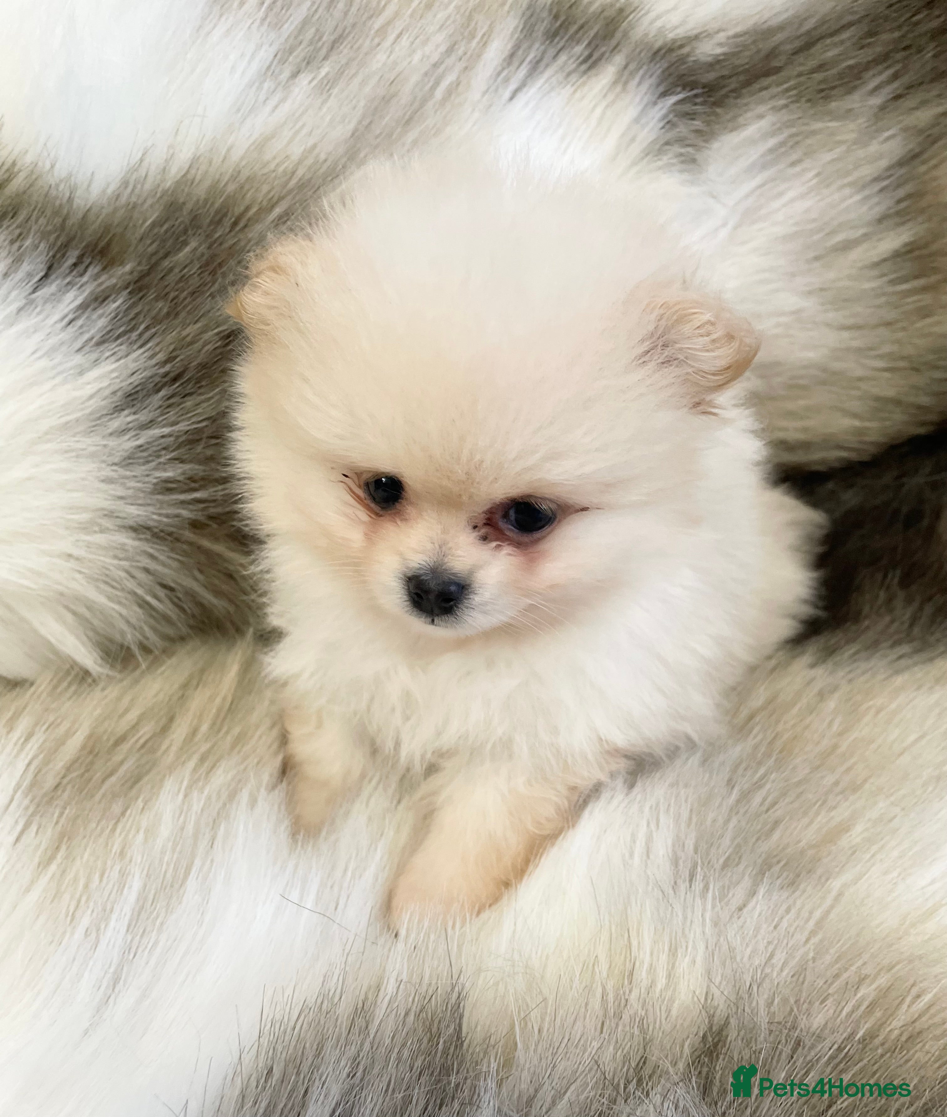 Pomeranian dogs OUTSTANDING KC POMERANIAN PUPPYS AVAILABLE  - Advert 5