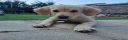 Golden Retriever dogs for sale: Golden Retriever Female Puppy 17 weeks old in Bridgwater - Advert 4