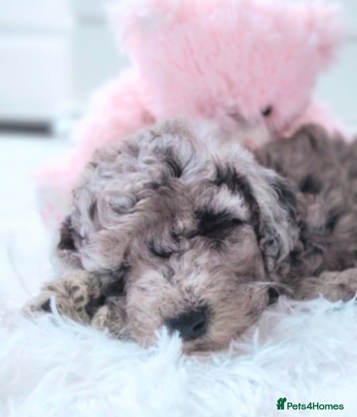 Cavapoo dogs Stunning Merle Girl F2B Cavapoo's HealthTested - Advert 8