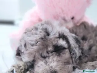 Cavapoo dogs Stunning Merle Girl F2B Cavapoo's HealthTested - Advert 8