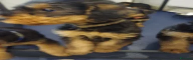 Airedale Terrier Puppy 1